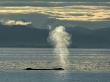 Humpback Whale Blowing, Frederick Sound, South-East Alaska, Usa by Mark Carwardine Limited Edition Print