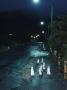 Black Footed Jackass Penguins Walking Along Road At Night, Boulders, South Africa by Inaki Relanzon Limited Edition Print