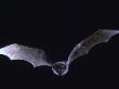 Schreiber's Long Fingered Bat Flying From Cave, France by Inaki Relanzon Limited Edition Print