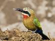 Whitefronted Bee-Eater On Elephant Dung, Chobe National Park, Botswana May 2008 by Tony Heald Limited Edition Pricing Art Print