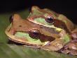 Masked Tree Puddle Frog Pair, Costa Rica by Edwin Giesbers Limited Edition Print