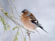 Chaffinch Perched In Pine Tree, Scotland, Uk by Andy Sands Limited Edition Print