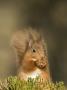 Red Squirrel Feeding, Cairngorms, Scotland, Uk by Andy Sands Limited Edition Print