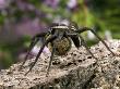 Raft Spider Carrying Egg Sack, Surrey, England, Uk by Andy Sands Limited Edition Print