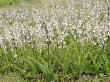 Marsh Helleborine Mass Flowering In Disused Quarry, Norfolk, Uk by Gary Smith Limited Edition Print