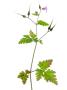 Herb Robert Scotland, Uk by Niall Benvie Limited Edition Print