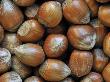 Hazelnuts, Belgium by Philippe Clement Limited Edition Print