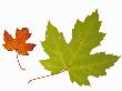 Silver Creek River Maple Leaf In Autumn Colours, Native To Eastern North America by Philippe Clement Limited Edition Print