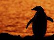 Silhouette Of Gentoo Penguin At Sunset, Antarctica by Edwin Giesbers Limited Edition Print