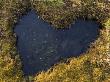 Heart-Shaped Pool On Saltmarsh, Argyll, Scotland, Uk, November 2007 by Niall Benvie Limited Edition Print