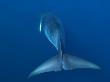 Dwarf Minke Whale, Ribbon Reefs, Great Barrier Reef, Queensland, Australia by Mark Carwardine Limited Edition Print