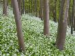 Wild Garlic Flowering In A Woodland, Winterbourne Abbas, Dorset, England by Adam Burton Limited Edition Print