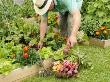 Gardener Harvesting Summer Vegetables From Raised Bed Vegetable Plots, Uk by Gary Smith Limited Edition Print