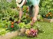 Gardener Harvesting Summer Vegetables From Raised Bed Vegetable Plots, Uk by Gary Smith Limited Edition Pricing Art Print