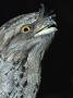 Tawny Frogmouth Captive, Rainforest Habitat Wildlife Sanctuary, Port Douglas, Queensland, Australia by Mark Carwardine Limited Edition Print