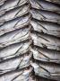 Freshwater Fish For Sale At Manaus Fish Market, Amazonia, Brazil by Mark Carwardine Limited Edition Print