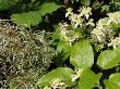 Old Man's Beard Travellers Joy Growing In Hedgerow Showing Seed-Head Plumes And Flowers, Norfolk, by Gary Smith Limited Edition Print