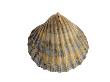 Poorly Ribbed Cockle Shell, Normandy, France by Philippe Clement Limited Edition Print