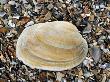 Pullet Carpet Shell On Beach, Normandy, France by Philippe Clement Limited Edition Print