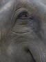 Indian Elephant Close Up Of Eye, Controlled Conditions, Bandhavgarh Np, Madhya Pradesh, India by T.J. Rich Limited Edition Print