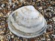 Rayed Trough Shell On Beach, Belgium by Philippe Clement Limited Edition Print