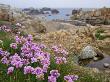 Thrift Sea Pink In Flower Among Rocks At Plougrescant, Brittany, France by Philippe Clement Limited Edition Print