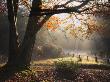 Misty Atumunal Scene In Wood, New Forest, Hampshire, England by Adam Burton Limited Edition Print