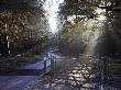 Cattle Grid Grate On Bolderwood Aboretum Ornamental Drive, New Forest, Hampshire, England by Adam Burton Limited Edition Print