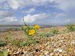 Yellow Horned Poppy Growing On Coastal Shingle Ridge, Norfolk, Uk by Gary Smith Limited Edition Print