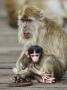 Long-Tailed Crab Eating Macaque Adult With Young, Bako National Park, Sarawak, Borneo by Tony Heald Limited Edition Pricing Art Print