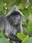 Silvered Langur In Tree, Bako National Park, Sarawak, Borneo by Tony Heald Limited Edition Pricing Art Print