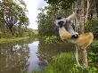 Diademed Sifaka Looking Down From Tree, Madagascar by Edwin Giesbers Limited Edition Print