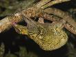 Malayan Colugo Hanging Upside-Down In Tree Feeding On Algae At Night, Danum Valley, Sabah, Borneo by Tony Heald Limited Edition Print