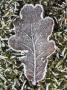 Frosted Oak Leaf On The Frozen Heathland, New Forest National Park, Hampshire, England by Adam Burton Limited Edition Print