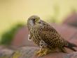 Lesser Kestrel Female On Roof Tiles, South Spain by Inaki Relanzon Limited Edition Print