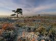 Lone Fir Tree On Frosty Morning In The New Forest, Hampshire, Uk by Adam Burton Limited Edition Print