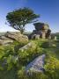 Summer Morning At Rocky Outcrop Near Saddle Tor In Dartmoor National Park, Devon, England, 2008 by Adam Burton Limited Edition Print