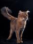 Somali Cat, Standing Portrait by Adriano Bacchella Limited Edition Print