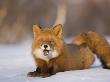 Red Fox Lying, Stretching On Snow, Kronotsky Nature Reserve, Kamchatka, Far East Russia by Igor Shpilenok Limited Edition Print