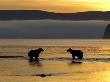 Brown Bears In Water At Sunrise, Kronotsky Nature Reserve, Kamchatka, Far East Russia by Igor Shpilenok Limited Edition Print