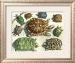 A Turtle Gathering by Albertus Seba Limited Edition Pricing Art Print