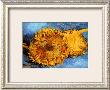 Two Cut Sunflowers, C.1887 by Vincent Van Gogh Limited Edition Print
