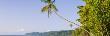 Palm Tree On The Beach, Montezuma Beach, Nicoya Peninsula, Costa Rica by Panoramic Images Limited Edition Print