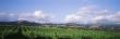 Vineyard In The Hill Range, California, Usa by Panoramic Images Limited Edition Print