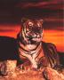 Tiger At Sunset by Ron Kimball Limited Edition Print