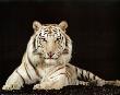 White Tiger Stare by Patrick Martin Vegue Limited Edition Pricing Art Print