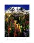 Mt. Rainier by Craig Tuttle Limited Edition Print
