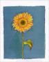 Sunflower by Susan Zulauf Limited Edition Pricing Art Print