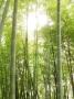 Bamboo Forest At Fushimi Inari Shrine by Mark Hemmings Limited Edition Print