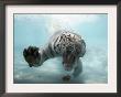Odin The Tiger, Vallejo, California by Eric Risberg Limited Edition Print